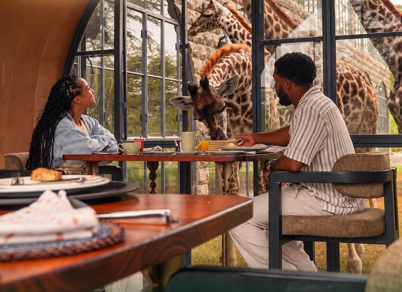 Couple having breakfast while giraffes lean in through the windows